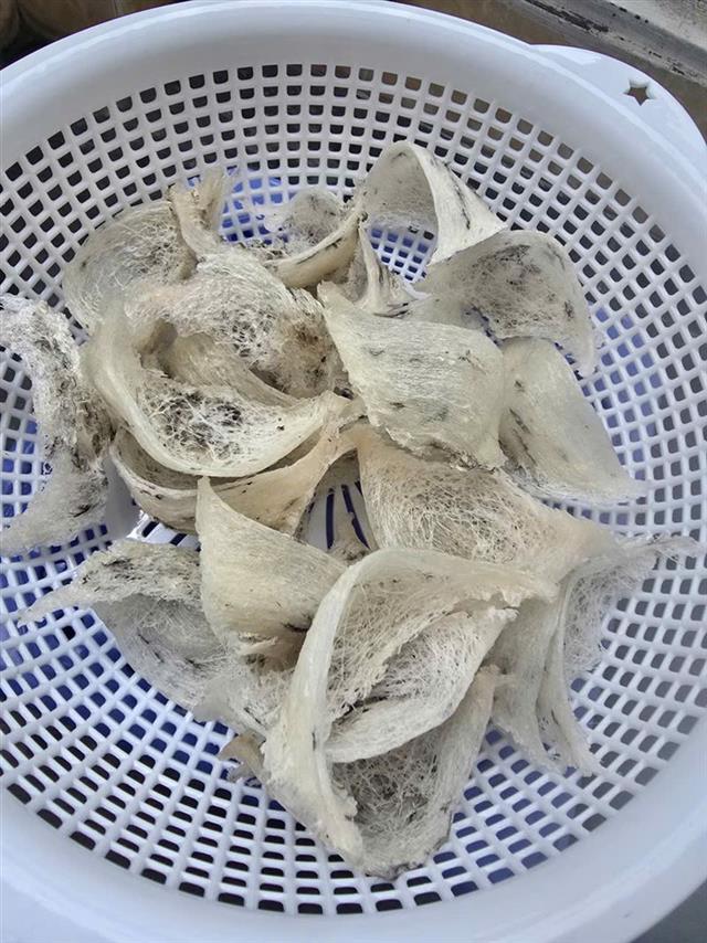 Tổ yến thô vừa thu hoạch, còn lông, đựng trong rổ